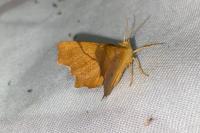 Ennomos erosaria
