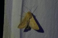 Mythimna vitellina