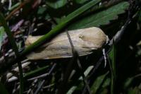Noctua fimbriata