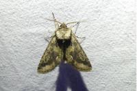 Allophyes oxyacanthae