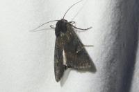 Aporophyla nigra