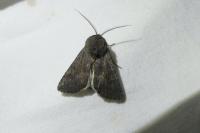 Aporophyla lueneburgensis