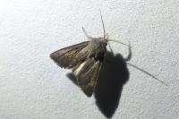 Aporophyla lueneburgensis