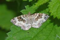 Epirrhoe alternata