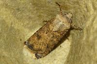 Agrotis segetum