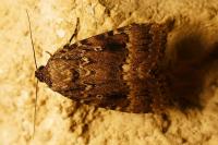 Amphipyra pyramidea