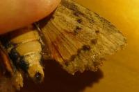 Amphipyra pyramidea