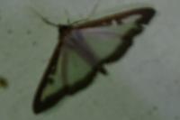 Cydalima perspectalis