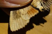 Amphipyra pyramidea