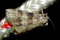 Cymatophorina diluta