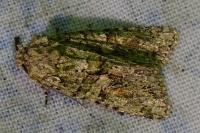 Dryobotodes eremita