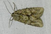 Dryobotodes eremita