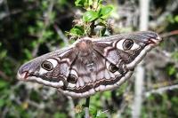 Saturnia pavonia