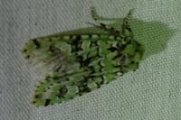 Griposia aprilina
