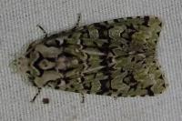 Griposia aprilina