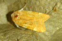 Noctua fimbriata