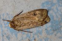 Noctua pronuba