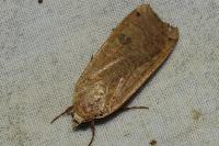 Noctua pronuba