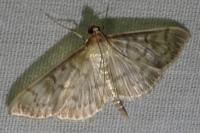 Patania ruralis