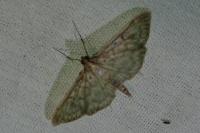 Patania ruralis