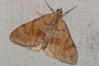 Pennithera firmata firmata