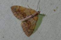 Pennithera firmata firmata