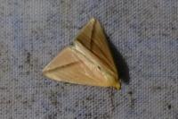 Rhodometra sacraria