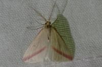 Rhodometra sacraria