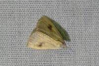 Rivula sericealis