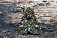 Valeria jaspidea