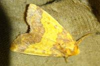 Tiliacea aurago