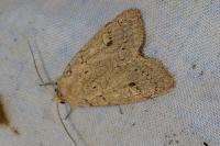 Xestia castanea