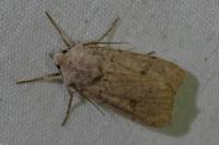 Xestia castanea