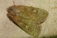 Xestia xanthographa