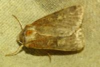 Xestia xanthographa
