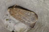 Xestia xanthographa