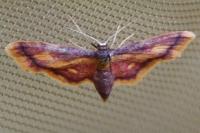 Idaea muricata