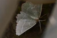 Thalera fimbrialis