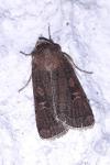 Xestia xanthographa