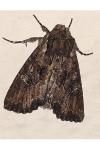 Mniotype solieri