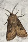 Agrotis segetum