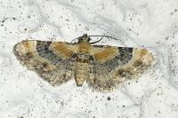 Eupithecia linariata/pulchellata/pyreneata