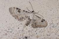 Eupithecia centaureata