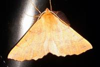 Colotois pennaria