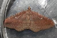 Nycterosea obstipata