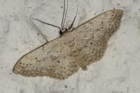 Idaea seriata