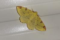 Opisthograptis luteolata