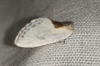 Cilix glaucata/hispanica