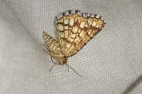 Chiasmia clathrata