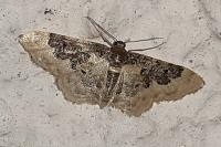 Idaea rusticata